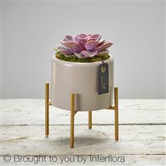 Chic Pink Echeveria