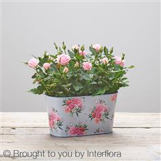 Flourishing Rose Love