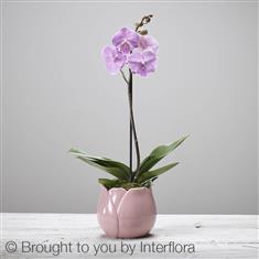 Ophelia&#39;s Orchid